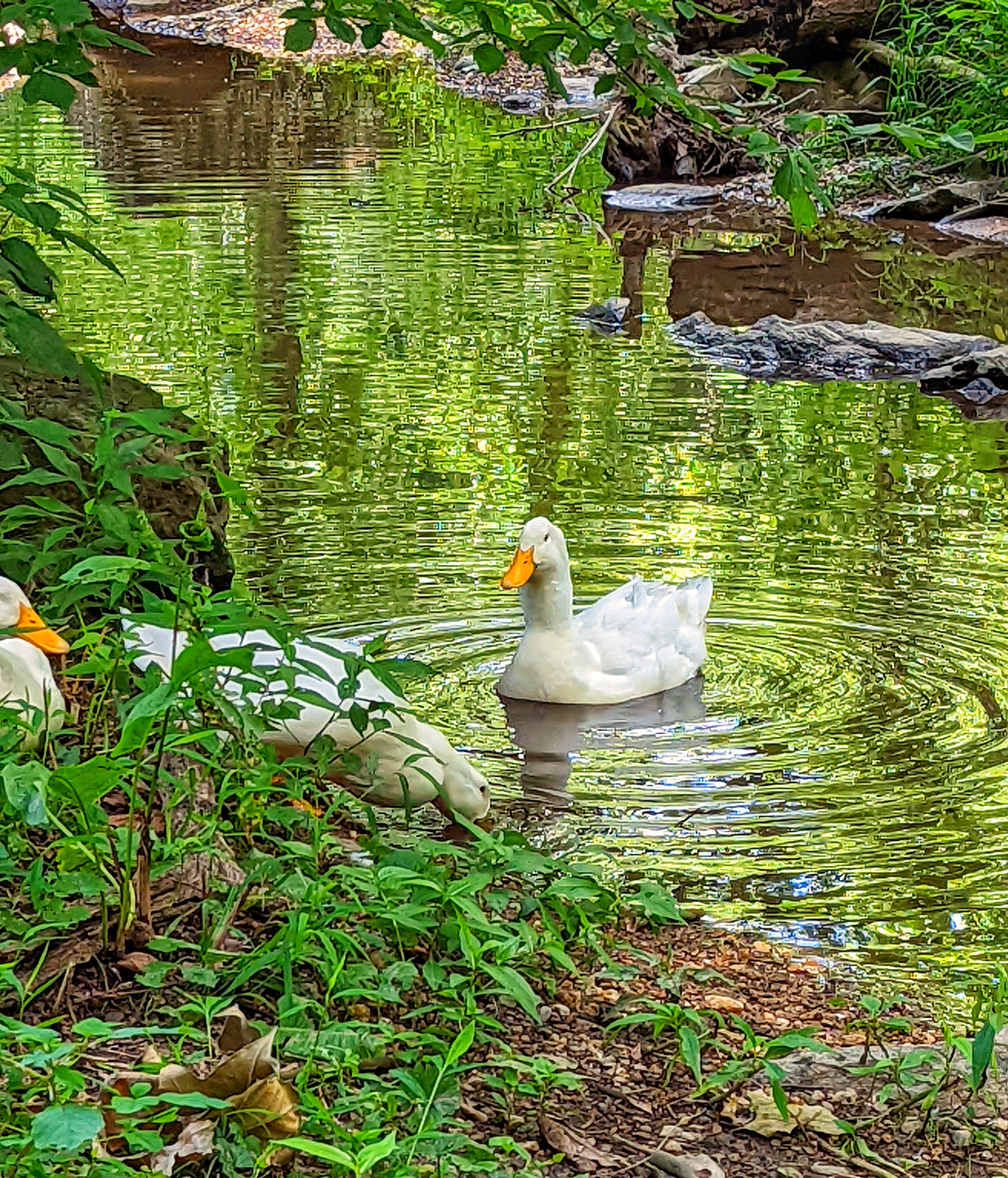 Ducks swiming in the creek
